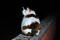 European cat with obesity problems Royalty Free Stock Photo
